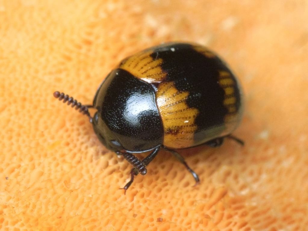 Diaperis boleti (Linnaeus, 1758)